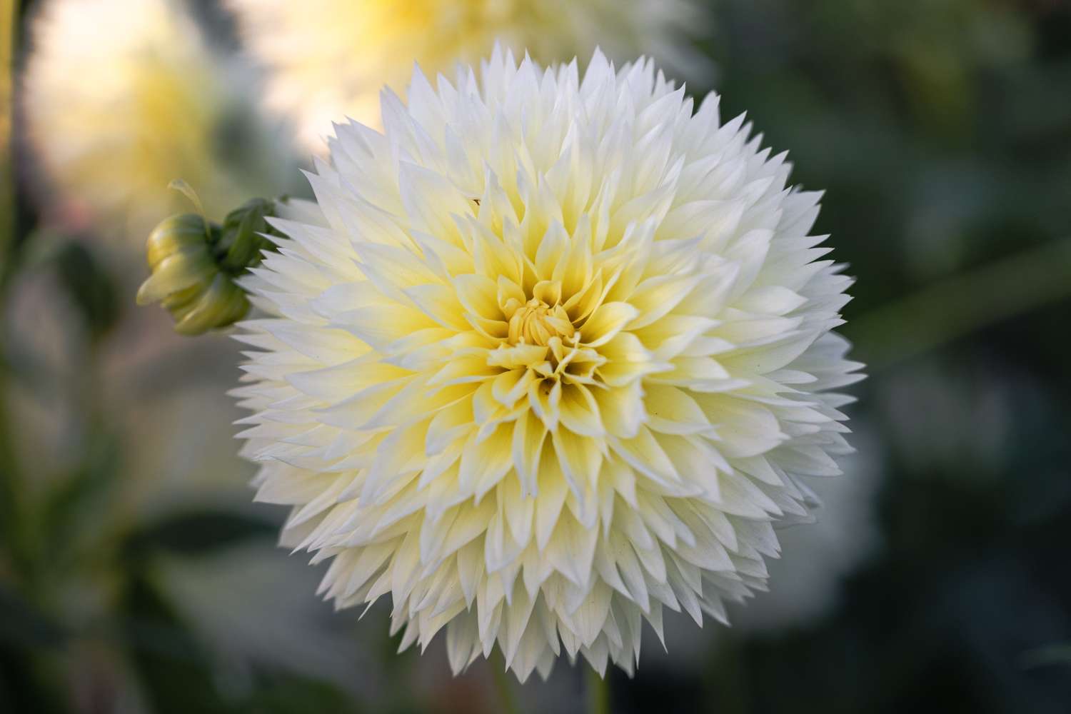 Dahlia 'Canary Fubuki'